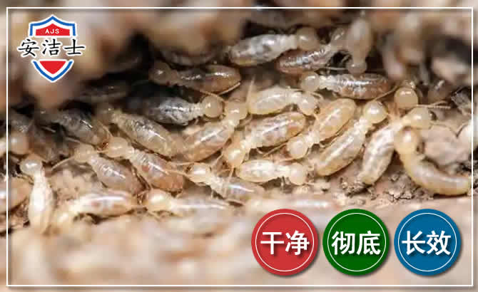 余杭区白蚁防治