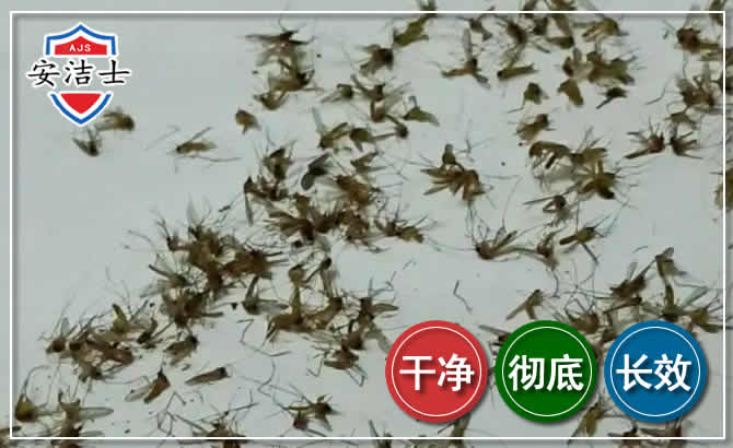 余杭区苍蝇防治-灭蝇
