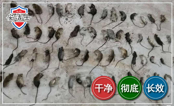 余杭区鼠害防治-灭鼠