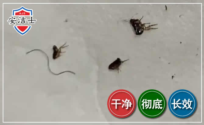 余杭区跳蚤防治-灭跳蚤