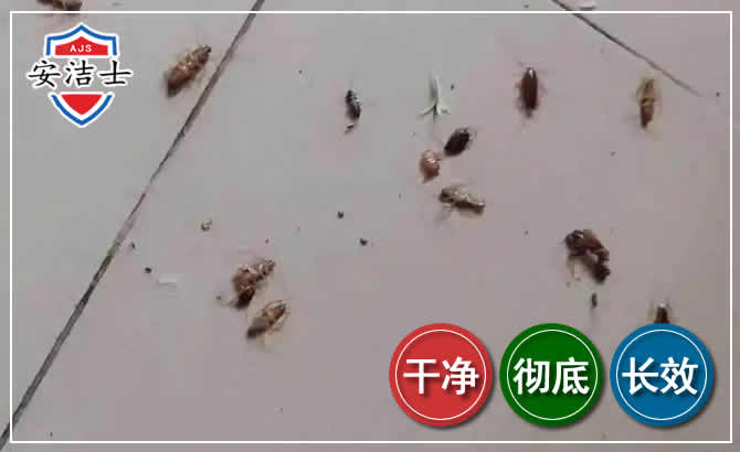 余杭区蟑螂防治-灭蟑螂